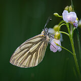 Insects